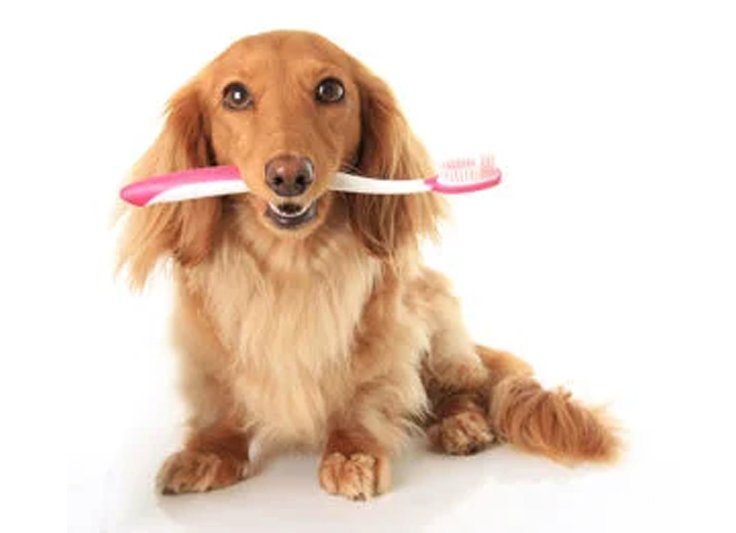 Your Dog’s Diet Influences His Oral Health