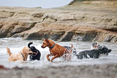 Surf Hounds