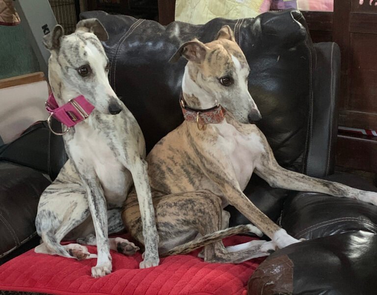 Dogs in chair