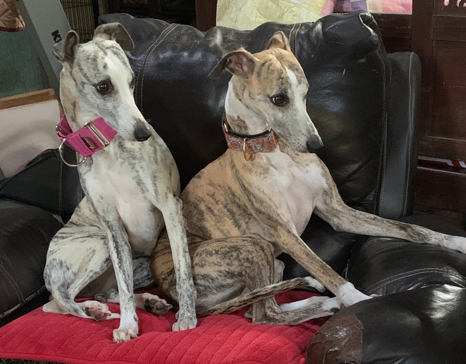 Dogs in chair