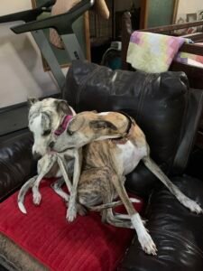 Whippets in chair